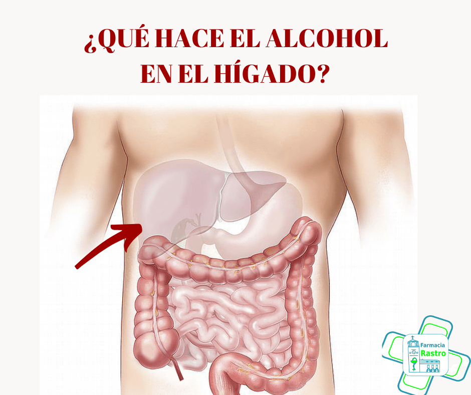 ¿Qué hace el alcohol en el hígado?